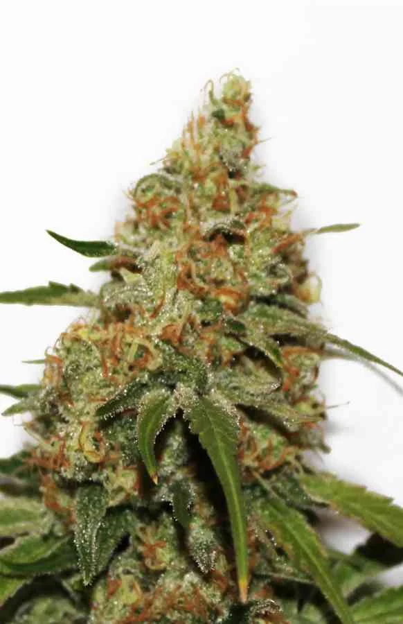 Cbd Kush 2