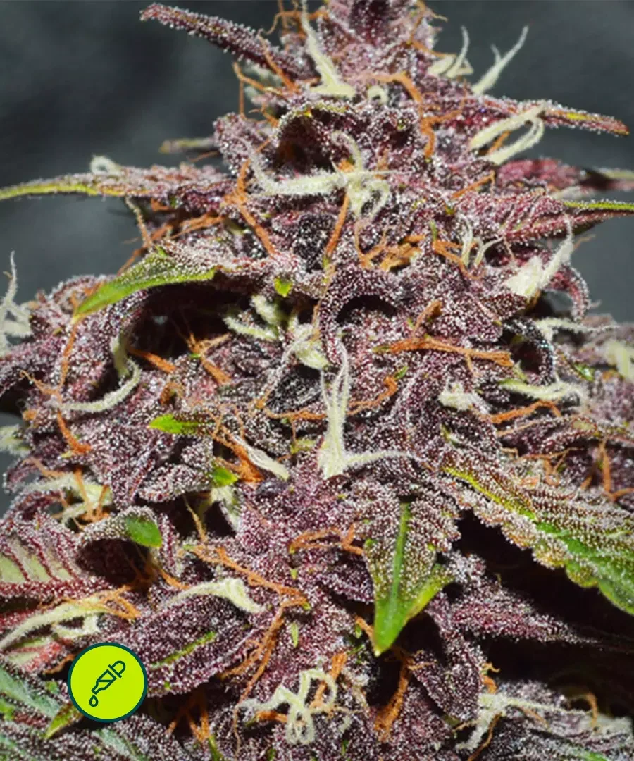 Cbd Blackberry Kush