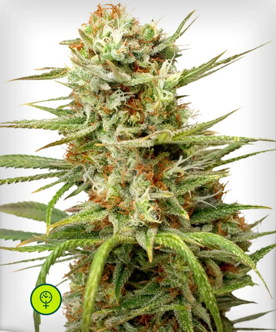 White Widow
