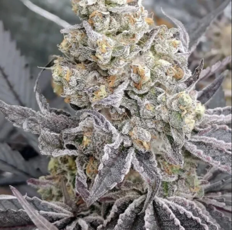 Kush Mints