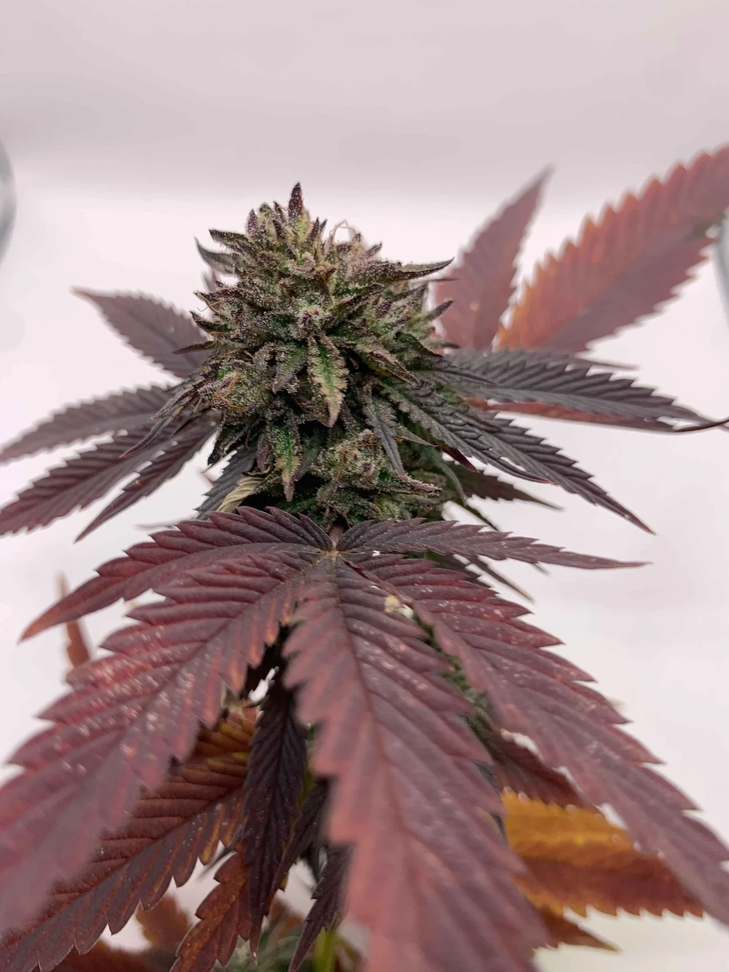 Bubba Kush