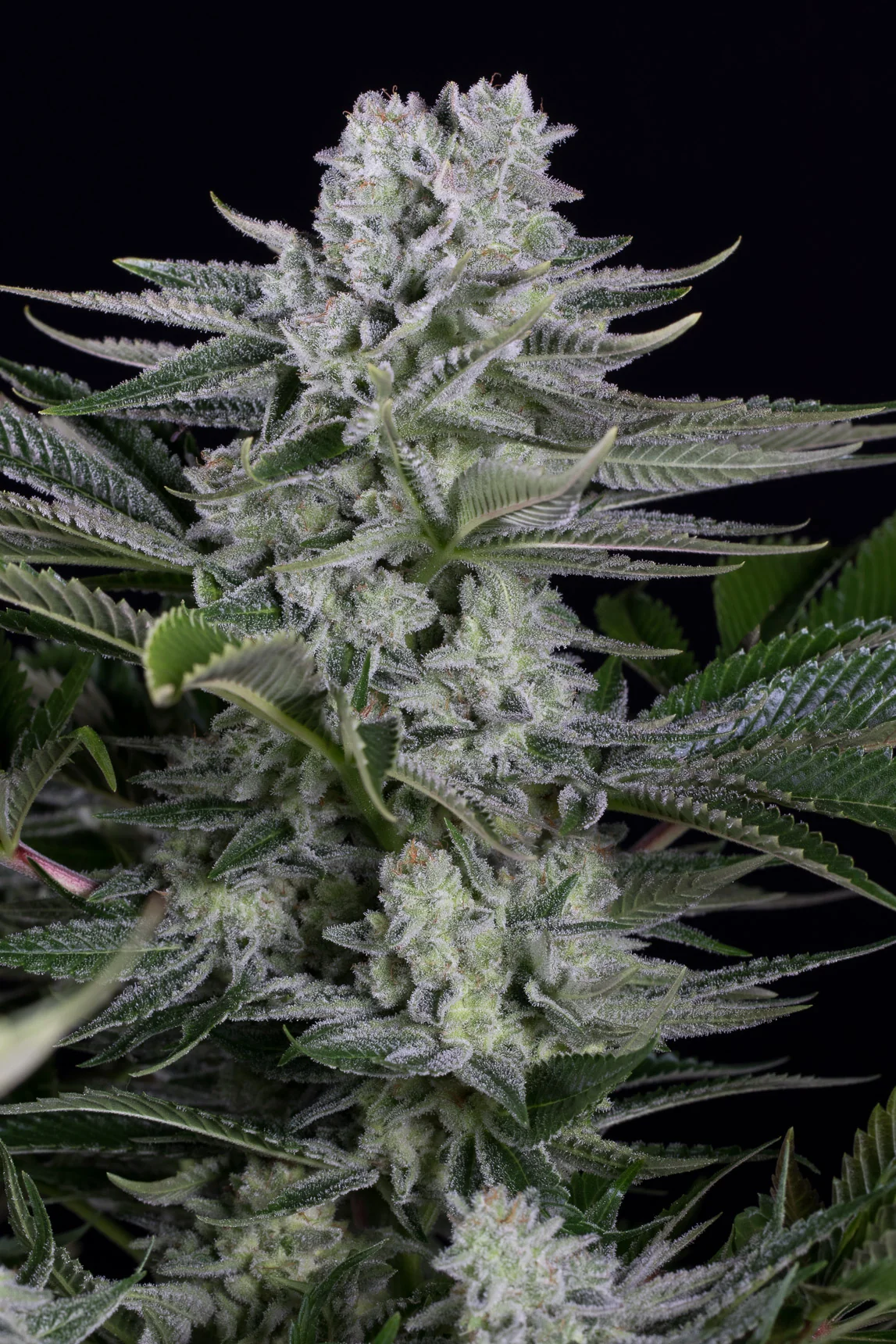 Gorilla Cbd 2