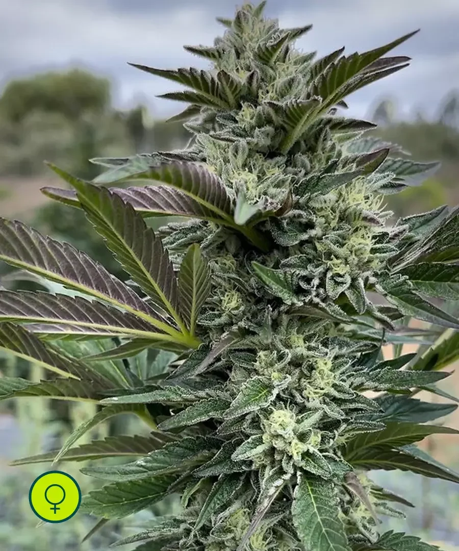 Sour Lime Tangie