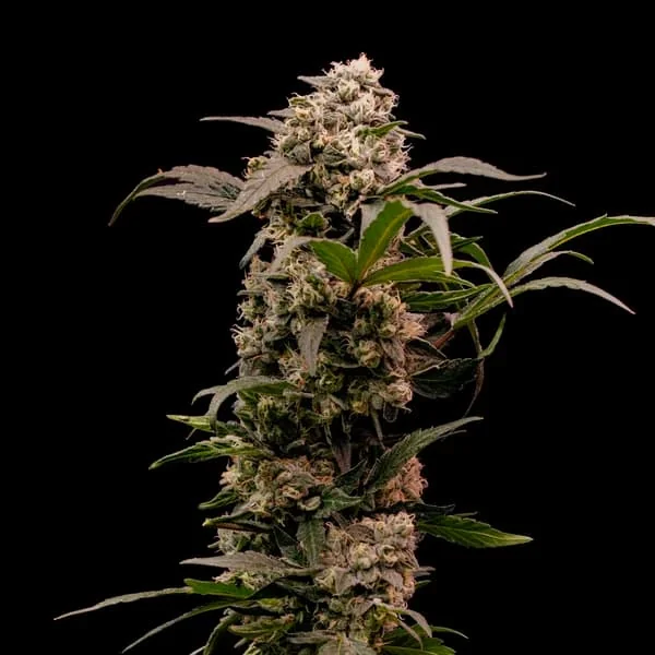 Astro Lemonade F1
