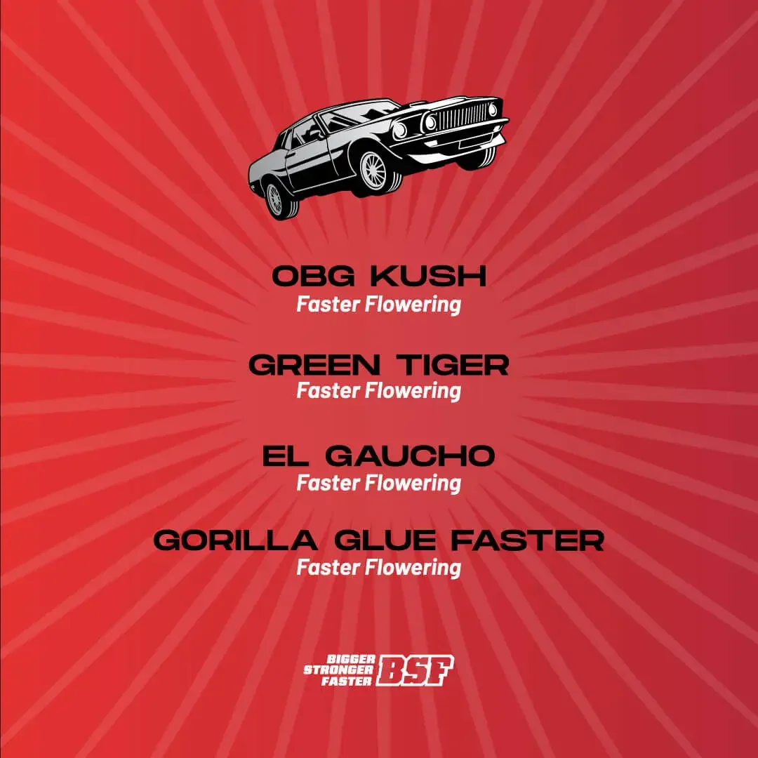 Faster And Furious Mix Bsf Com 2