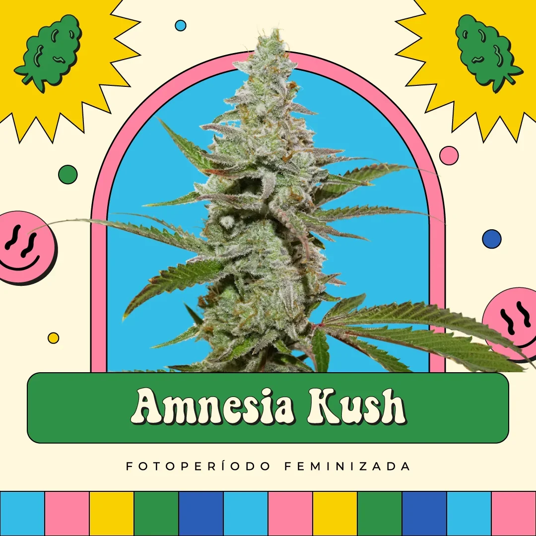 Amnesia Kush