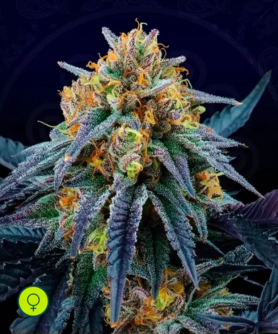 Peach Sherbet Og