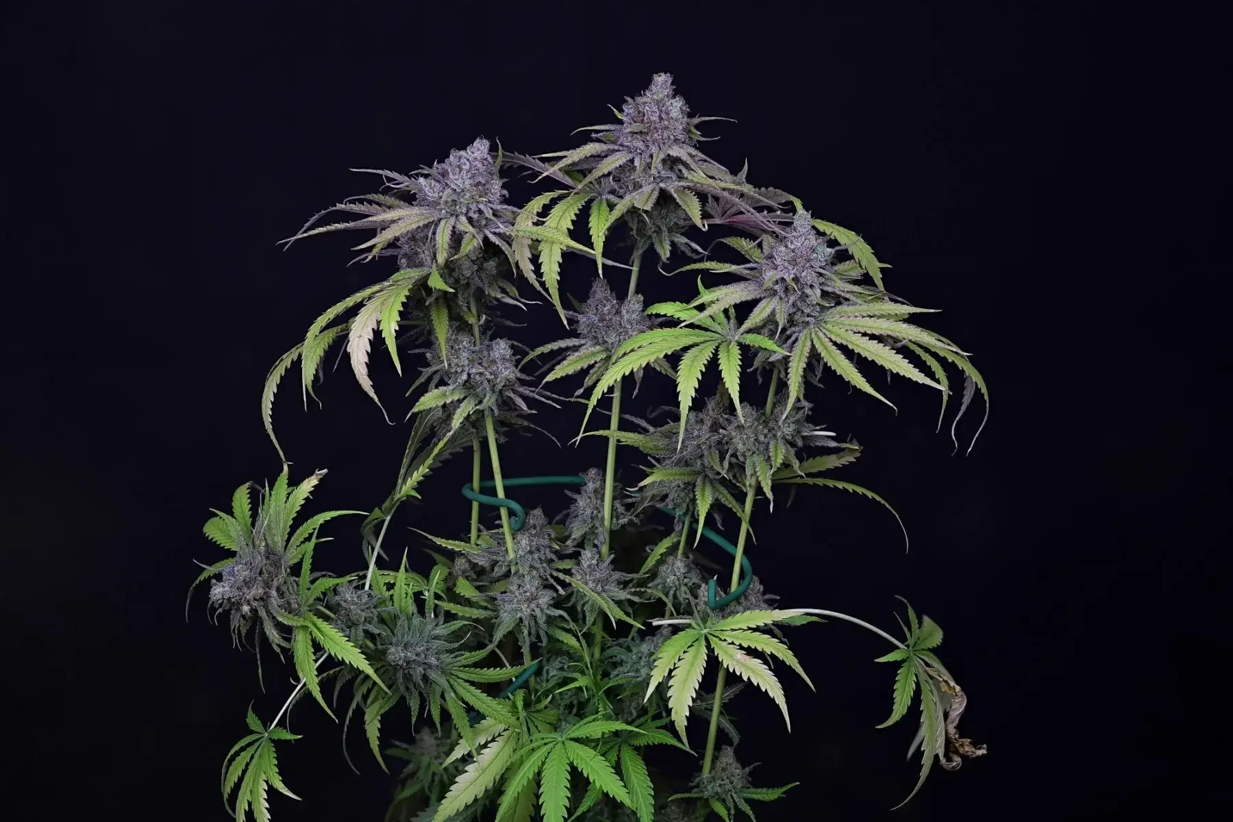 Critical Purple Latitudsurseeds 3