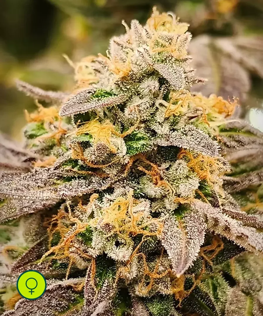 Sour Lime Sherbet