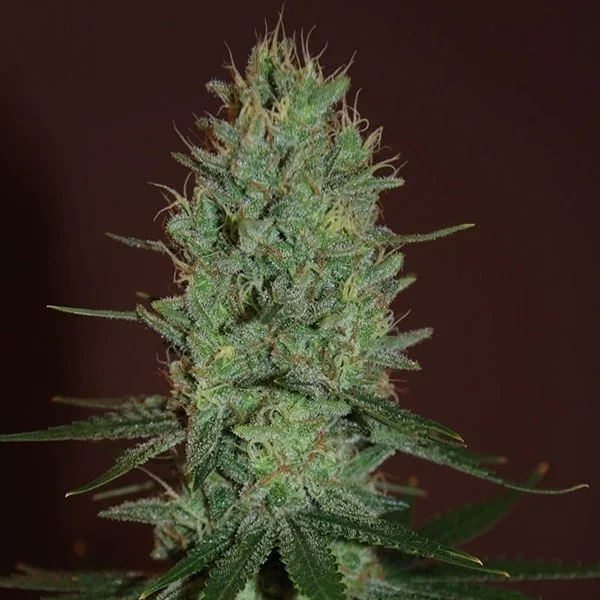 Amnesia Haze