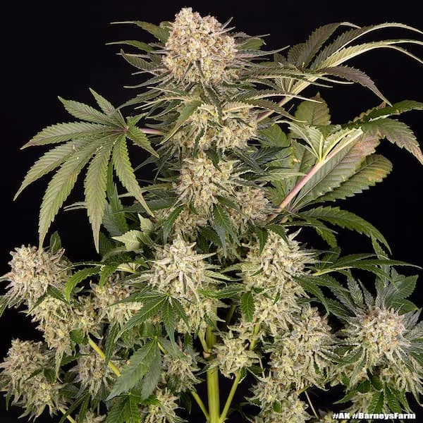 Ak 47 5