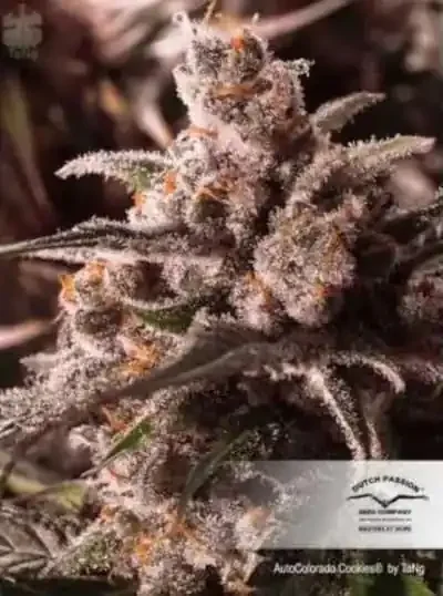Colorado Cookies 2