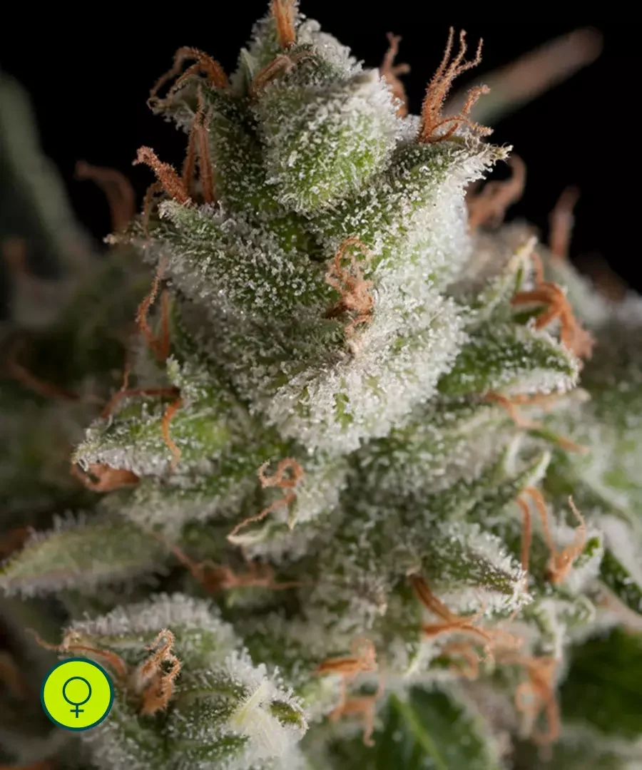 Gelato