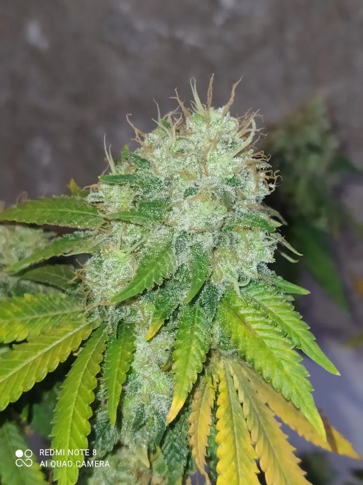 Critical Cbd