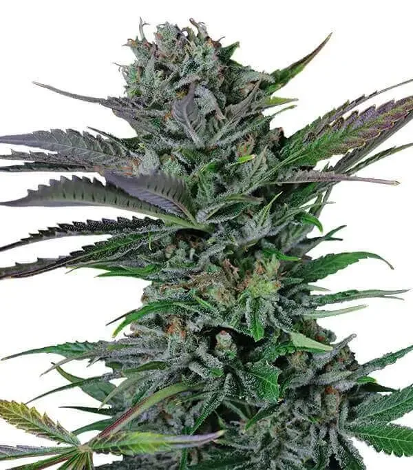 Somango