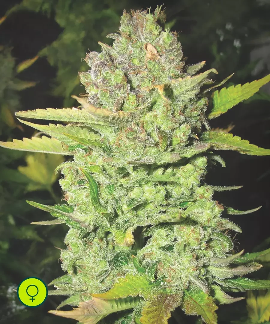 Devil Fruit 5