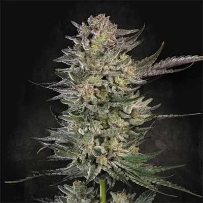 Candy Breath