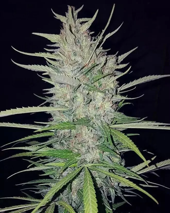 White Widow