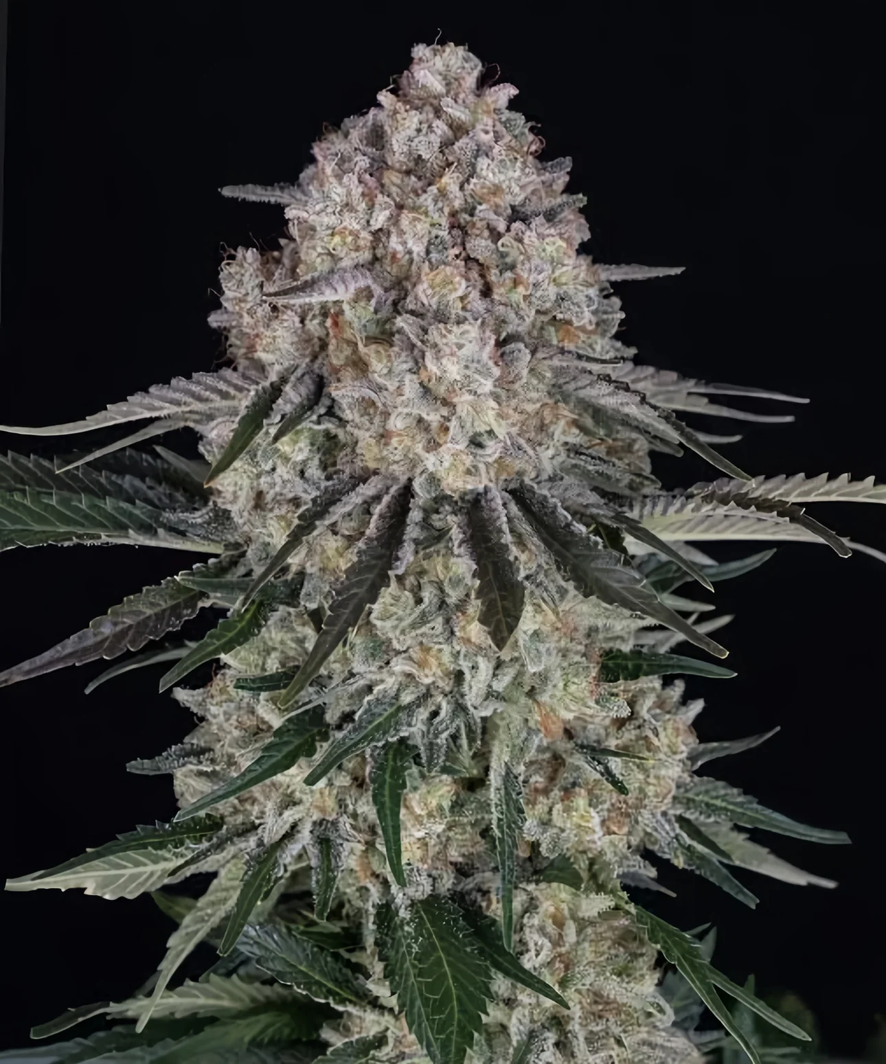Diesel