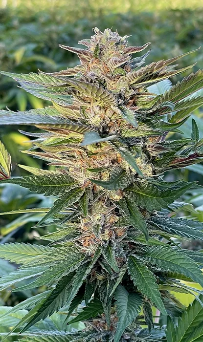 Gelatto Latitudsurseeds