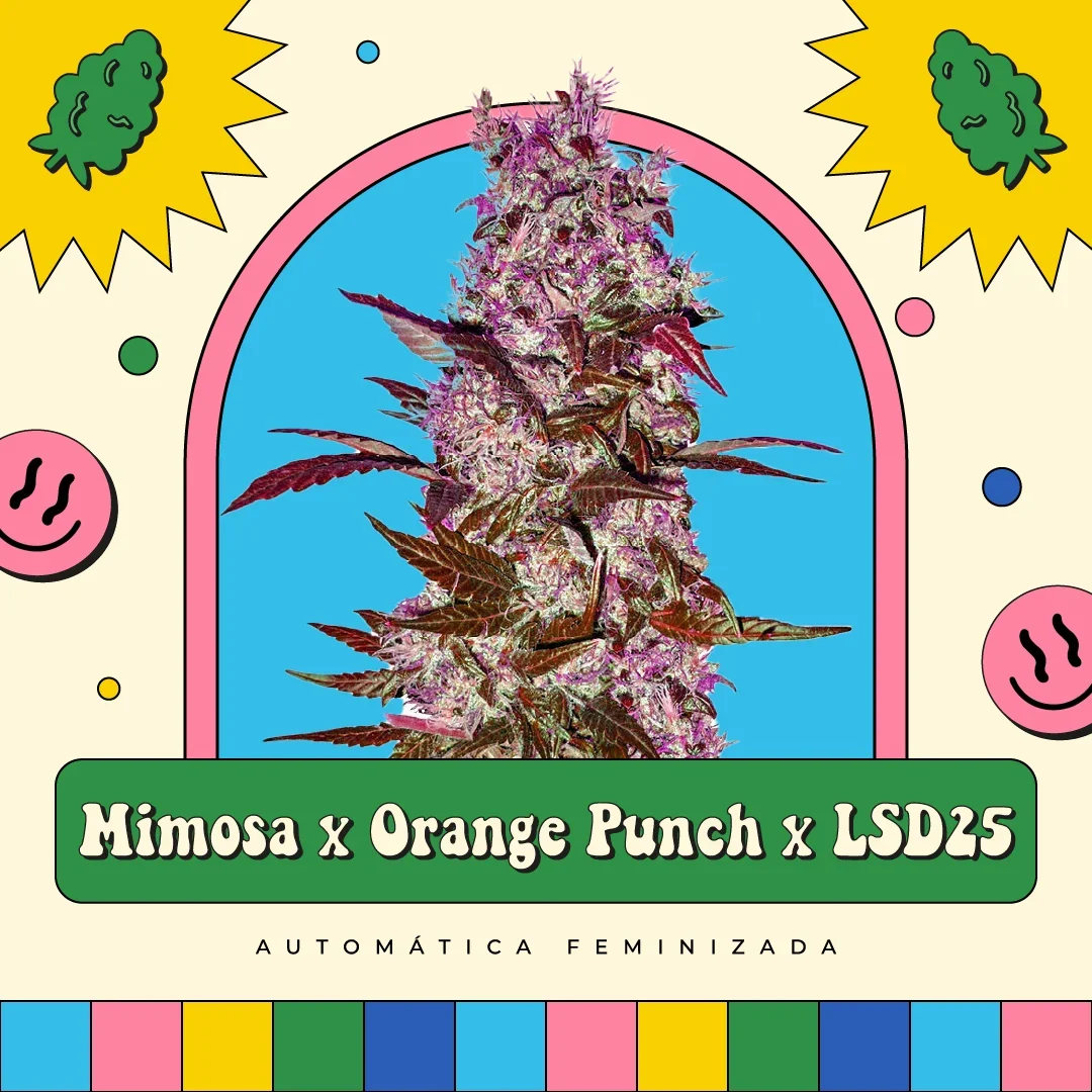 Mimosa X Orange Punch