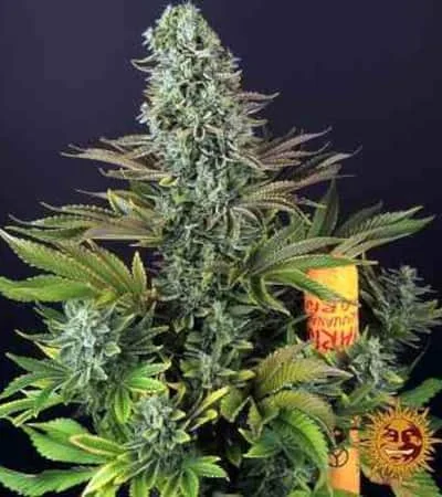 Tropicanna Banana 4