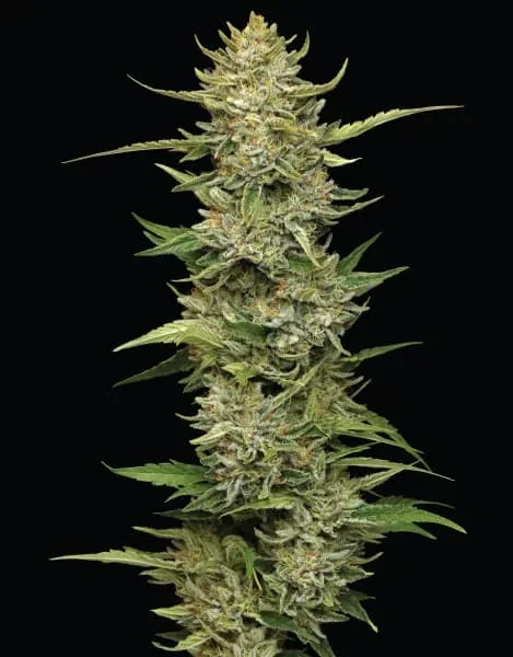 California Sour Diesel