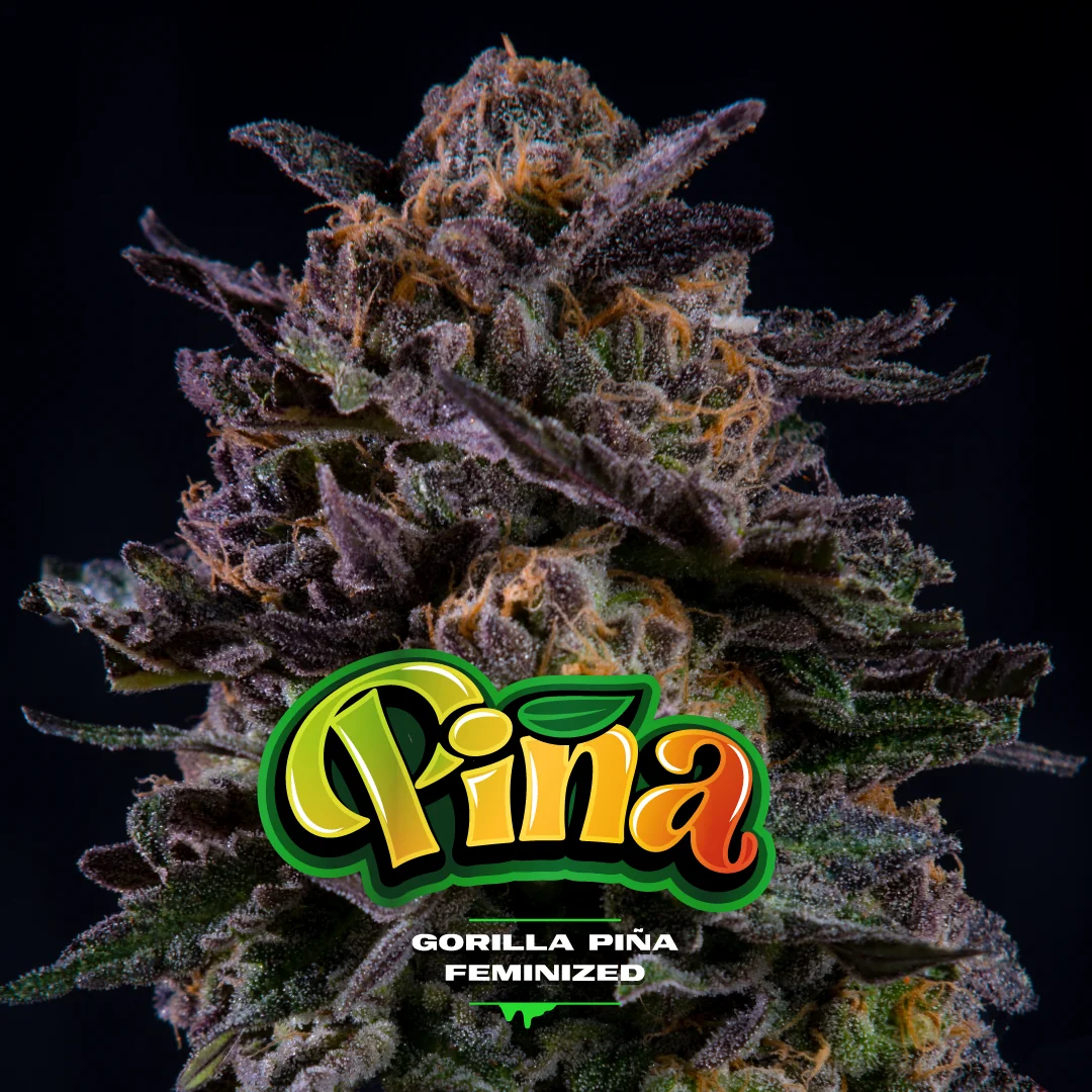 Gorilla Pina