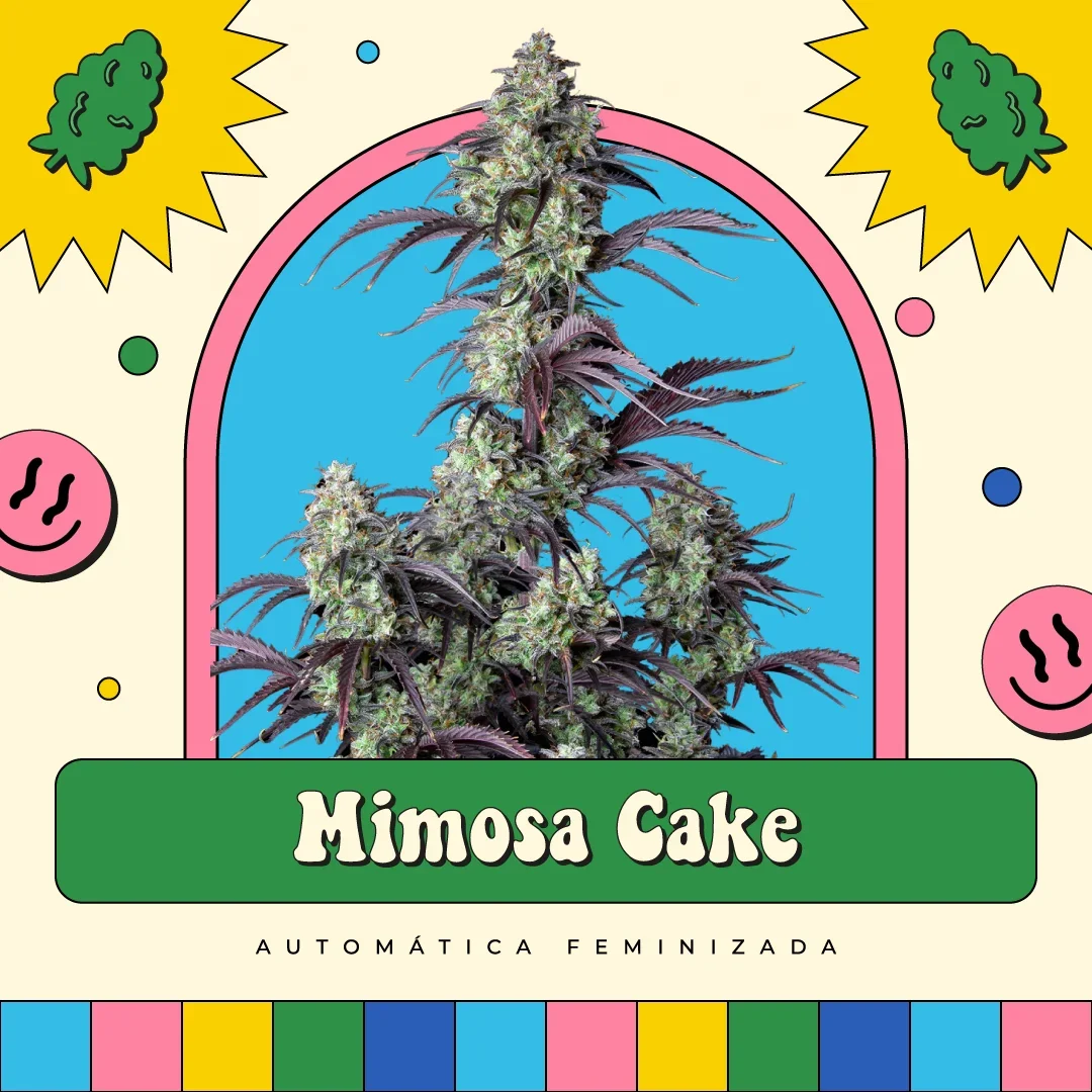Mimosa Cake