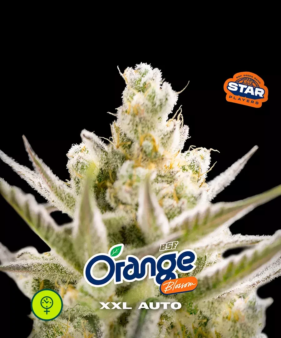Orange Blossom Xxl