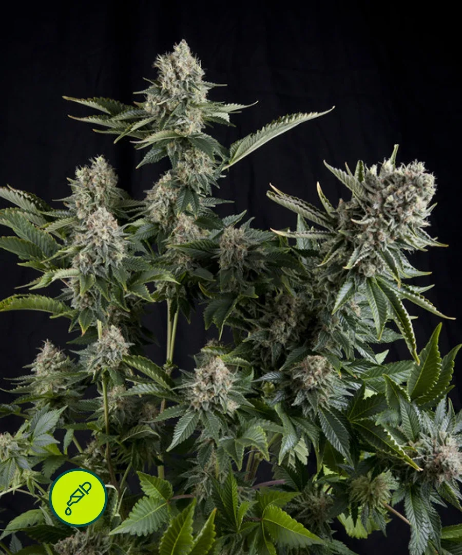 White Widow Cbd