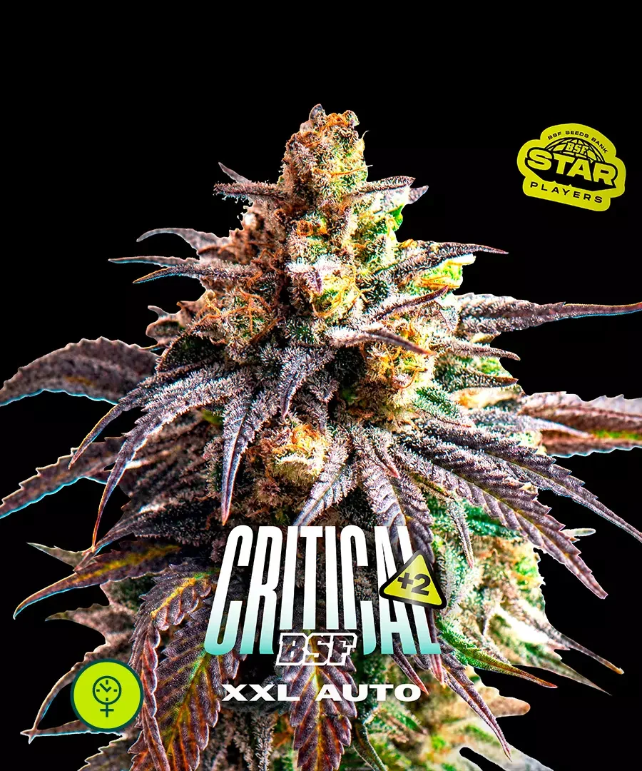 Critical 2 Xxl
