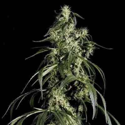Arjan S Haze 2
