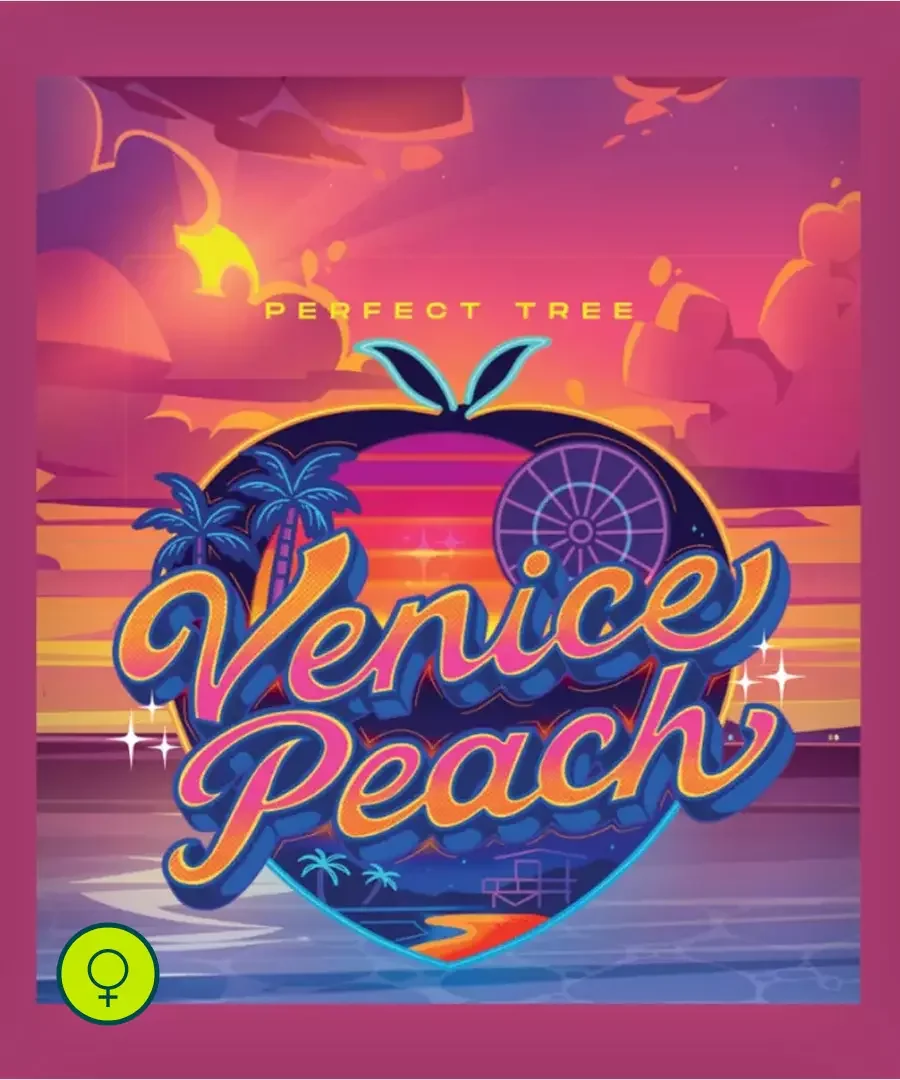 Venice Peach