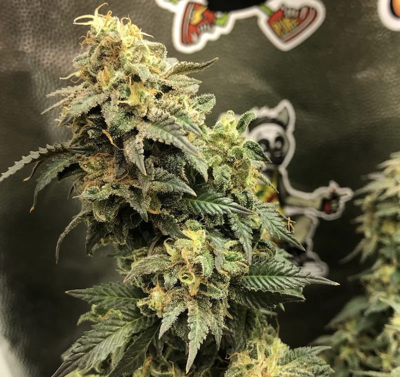 Mack Zkittlez