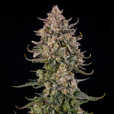 Triangle Kush