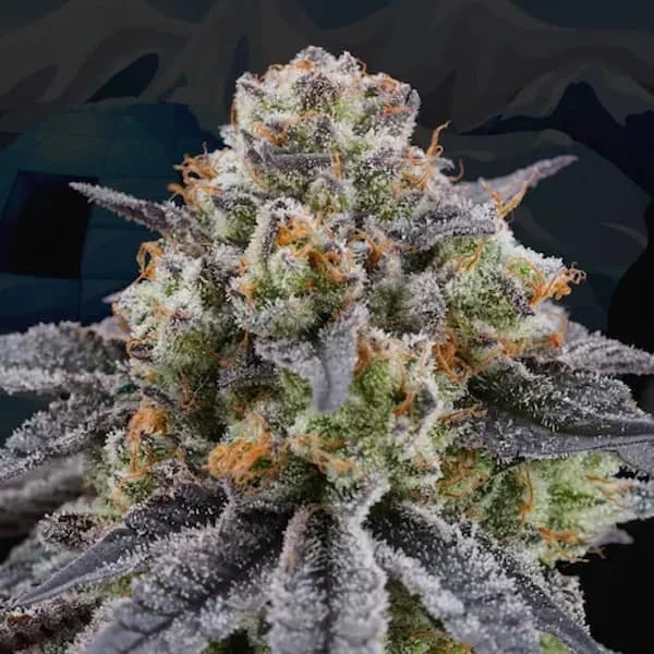Arctic Cherries 2