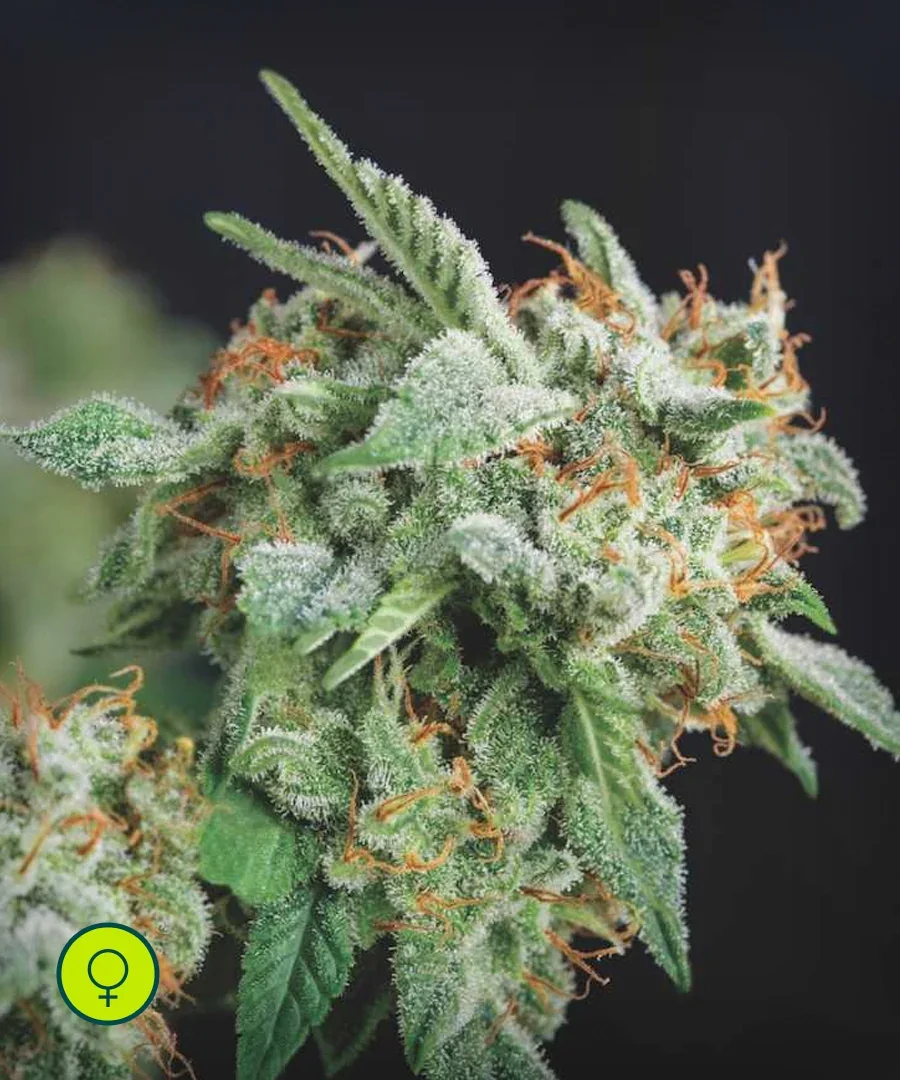 Northern Lights