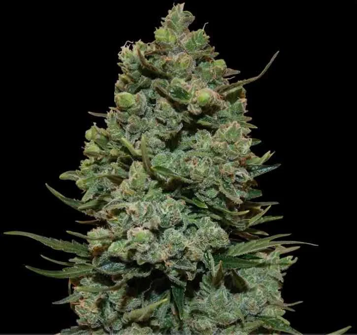 Cookies Kush 2