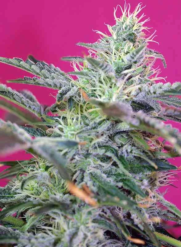 Sweet Cheese 2