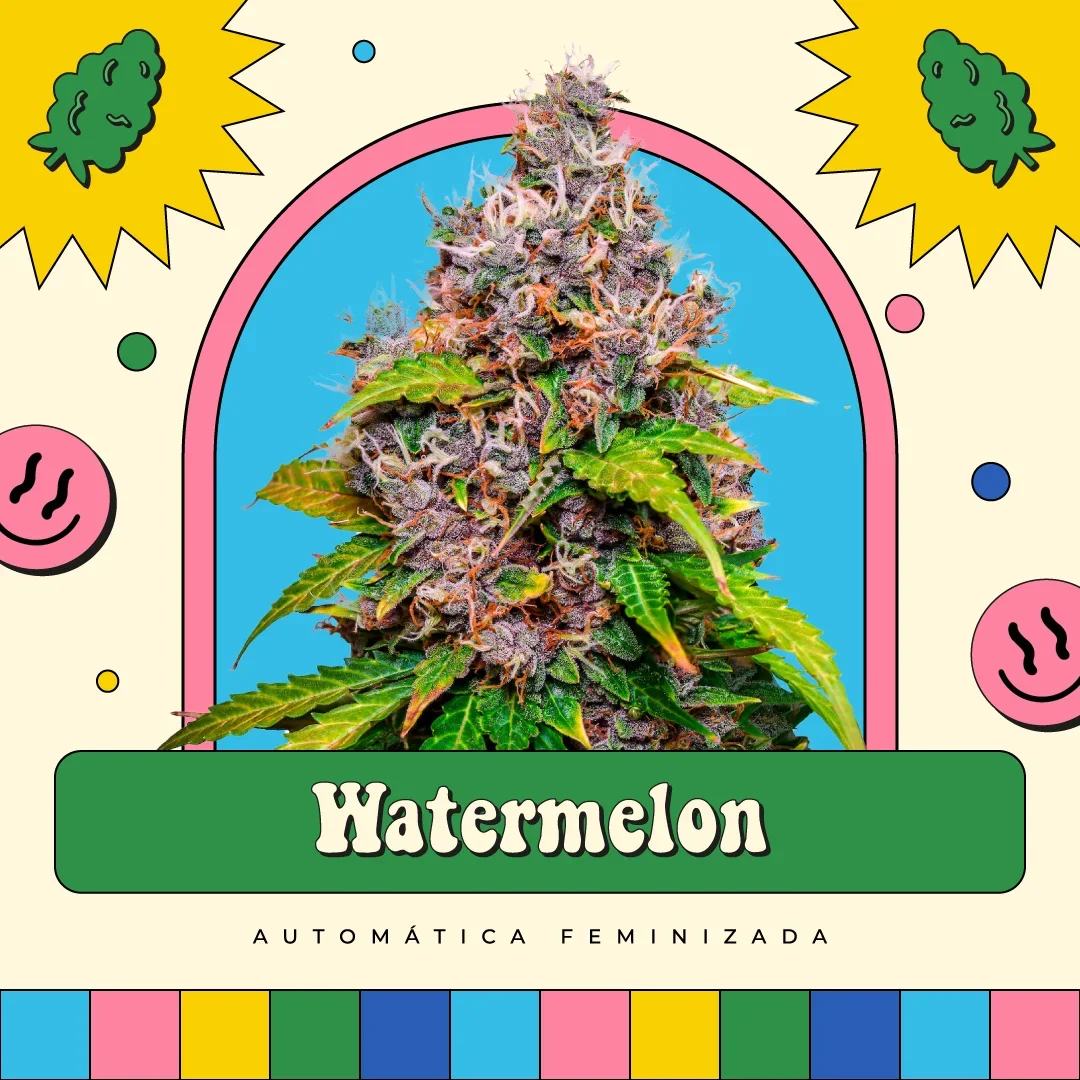 Watermelon
