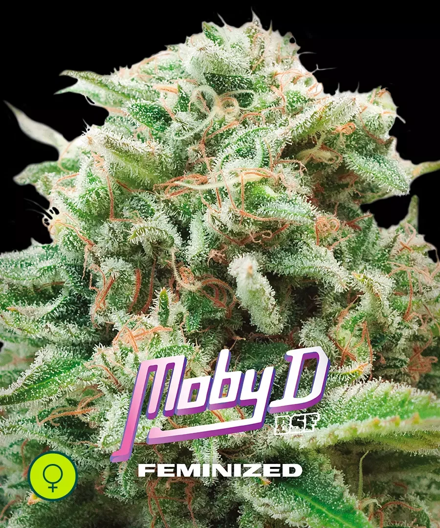 Moby D