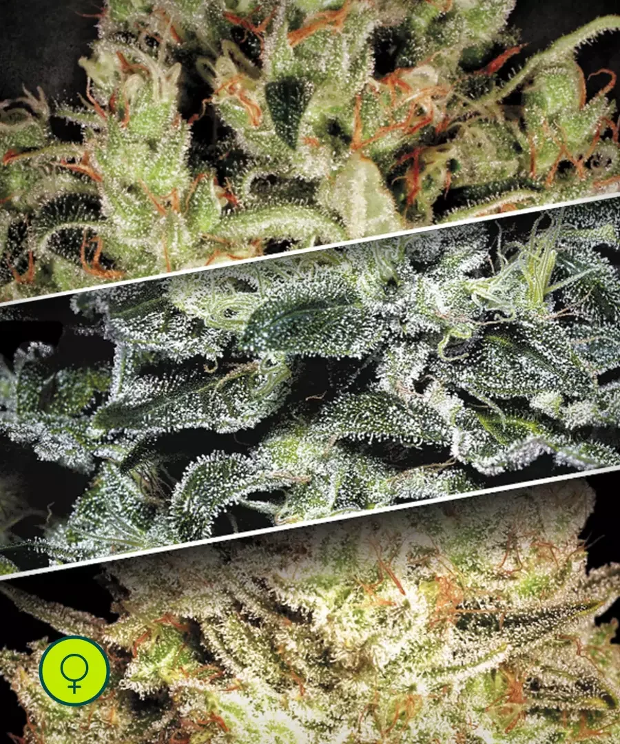 Sativa Champions