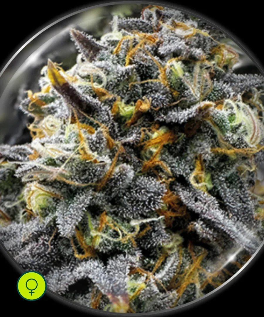 Medical Donuts