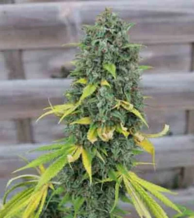 Hulkberry 3