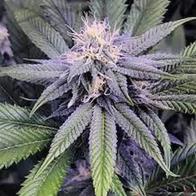 Granddaddy Purple 4