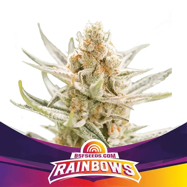 Rainbows Bsf