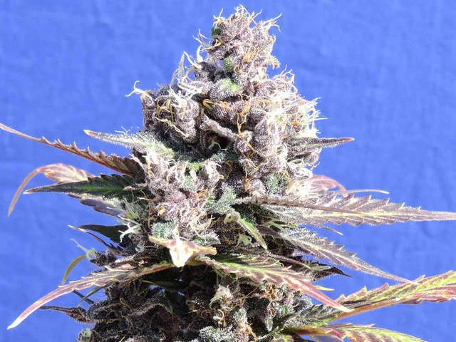 Gelato 3
