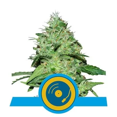 Joanne S Cbd