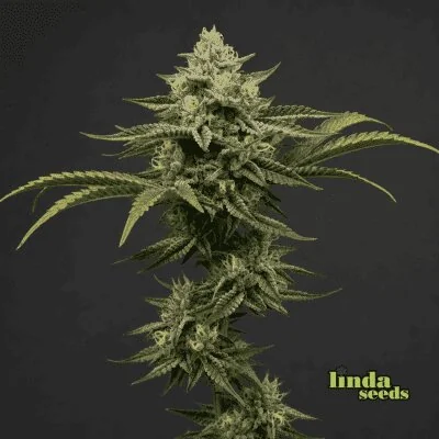 Big Bud 4